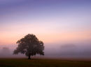 Thank goodness for misty mornings